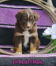 Australian Shepherd/Border Collie Pups - Photo 9