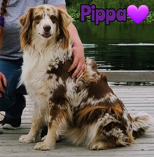Australian Shepherd/Border Collie Pups - Photo 10
