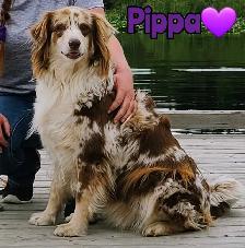 Australian Shepherd/Border Collie Pups - Photo 10
