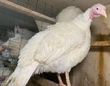 Small White Turkey's for Sale