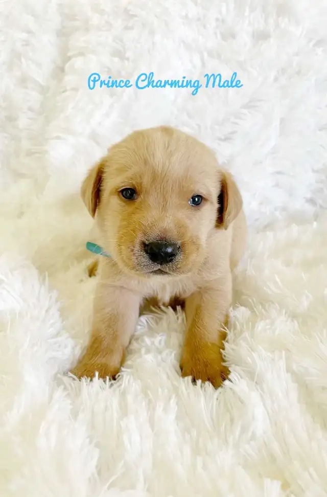 Labrador Retriever