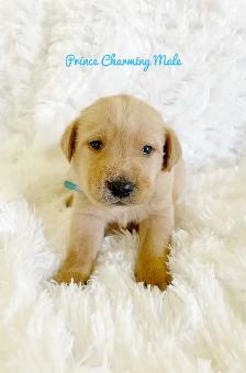 Labrador Retriever