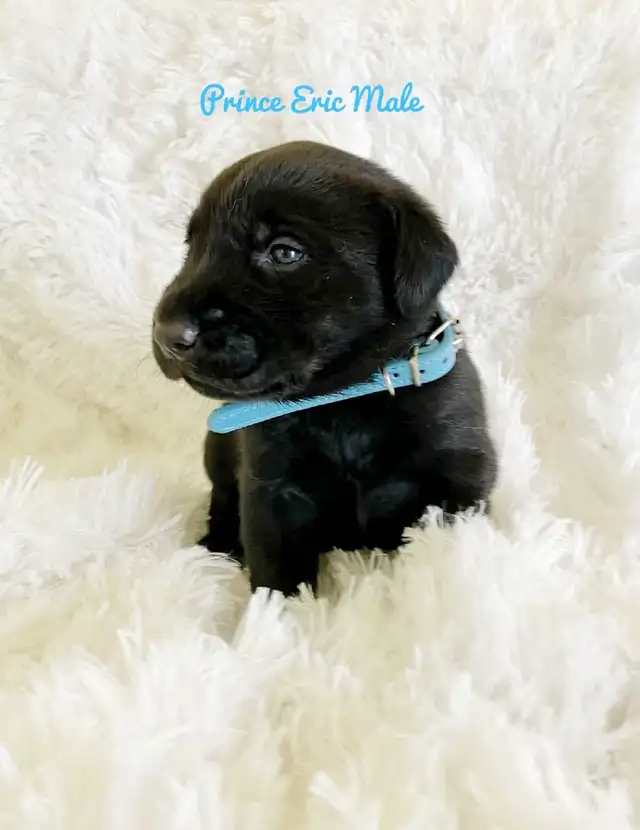 Labrador Retriever - Photo 2