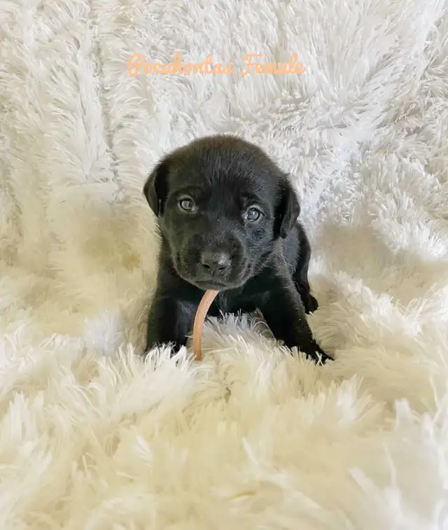 Labrador Retriever - Photo 3