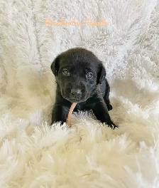 Labrador Retriever - Photo 3