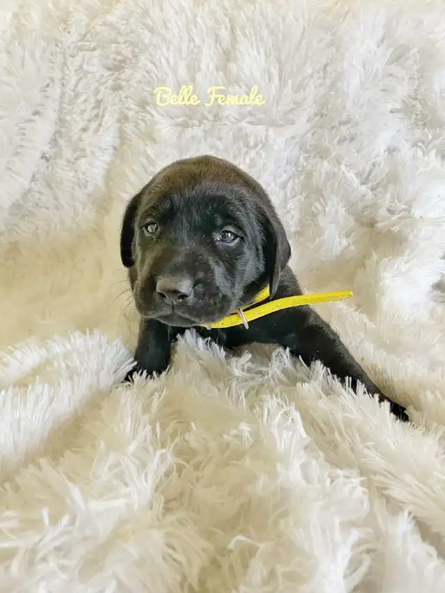 Labrador Retriever - Photo 4