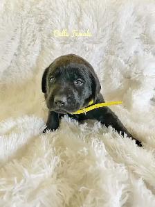 Labrador Retriever - Photo 4