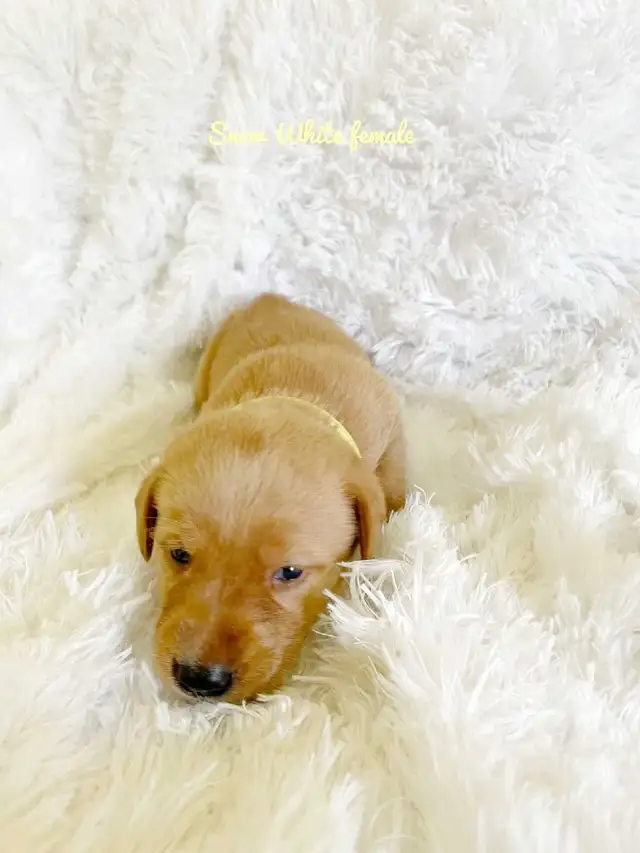 Labrador Retriever - Photo 5