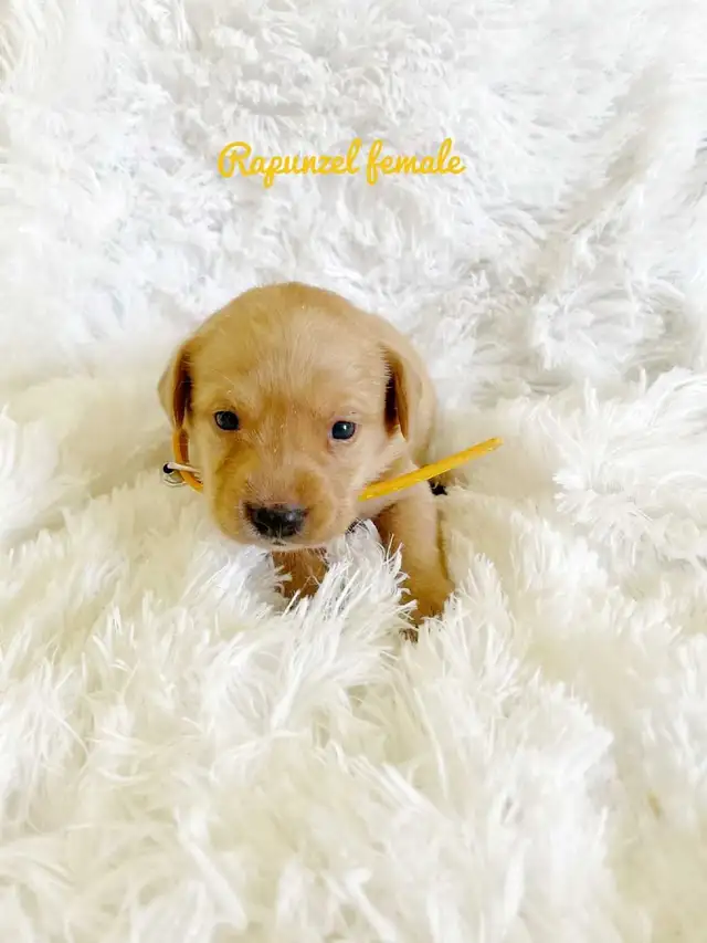 Labrador Retriever - Photo 6