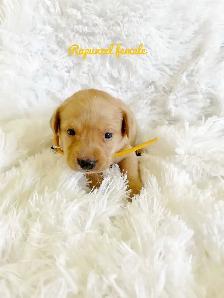 Labrador Retriever - Photo 6