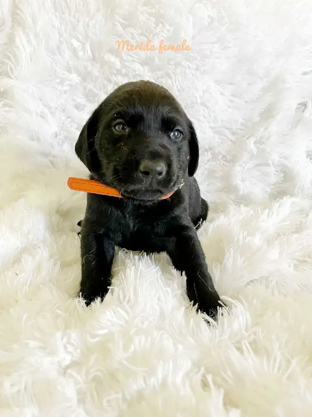Labrador Retriever - Photo 7