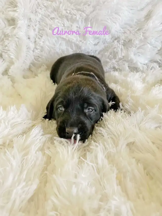 Labrador Retriever - Photo 8