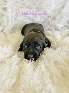 Labrador Retriever - Photo 8