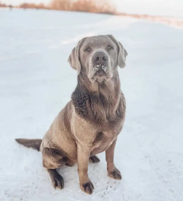 Labrador Retriever - Photo 9