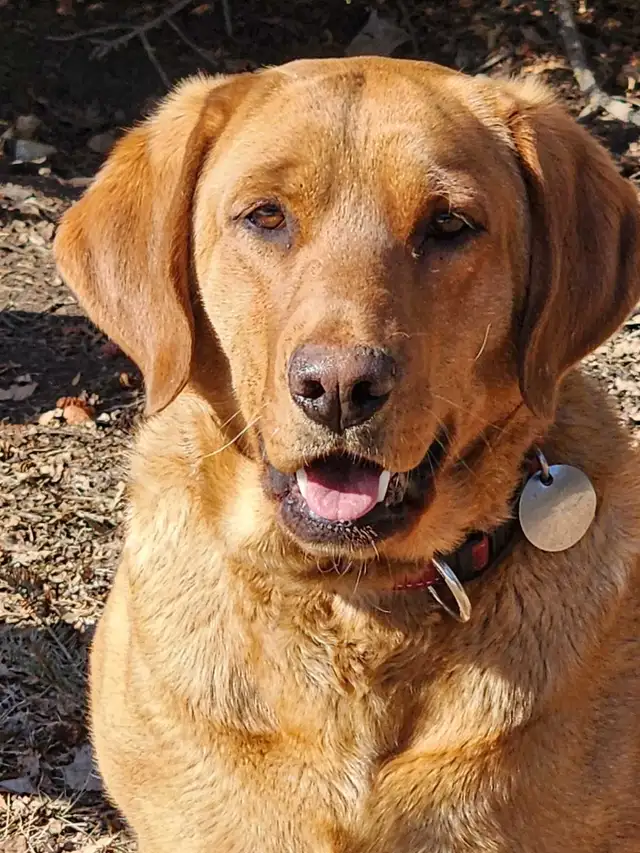 Labrador Retriever - Photo 10