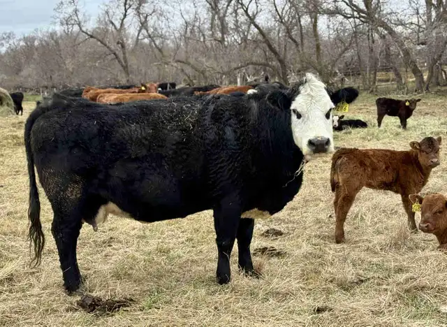 28 commercial cow/calf pairs
