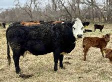 28 commercial cow/calf pairs
