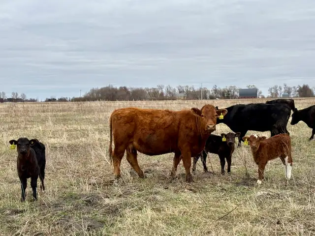 28 commercial cow/calf pairs - Photo 2