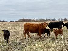28 commercial cow/calf pairs - Photo 2