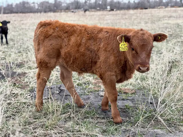 28 commercial cow/calf pairs - Photo 3