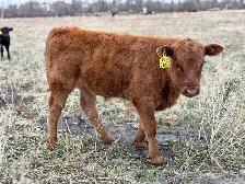 28 commercial cow/calf pairs - Photo 3