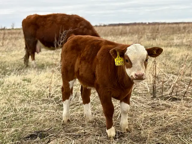 28 commercial cow/calf pairs - Photo 4