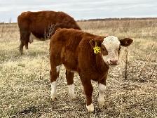 28 commercial cow/calf pairs - Photo 4