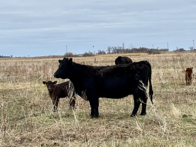 28 commercial cow/calf pairs - Photo 5
