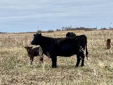 28 commercial cow/calf pairs - Photo 5