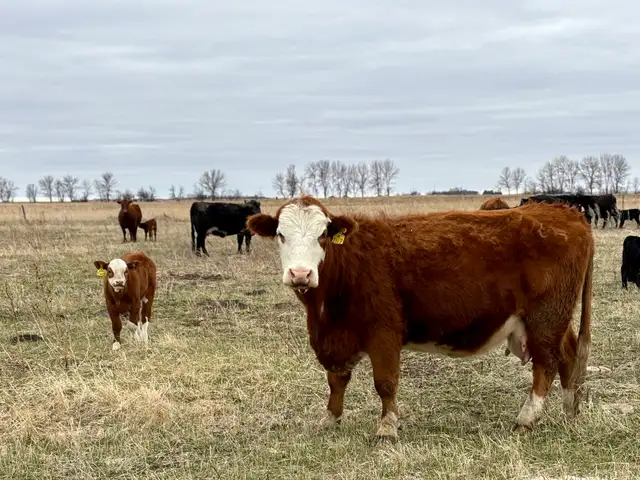 28 commercial cow/calf pairs - Photo 6