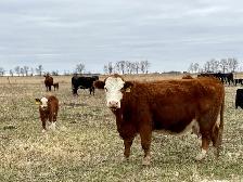 28 commercial cow/calf pairs - Photo 6