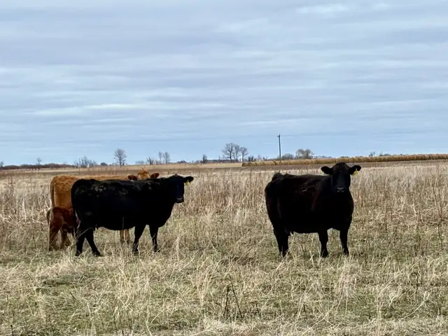 28 commercial cow/calf pairs - Photo 7