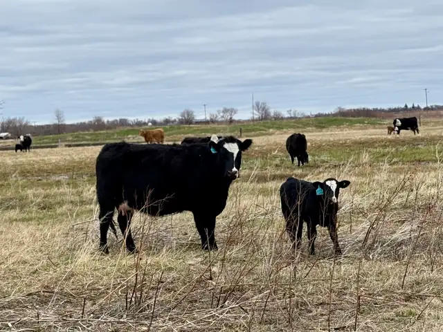 28 commercial cow/calf pairs - Photo 8