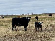 28 commercial cow/calf pairs - Photo 8