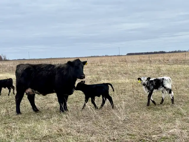 28 commercial cow/calf pairs - Photo 9