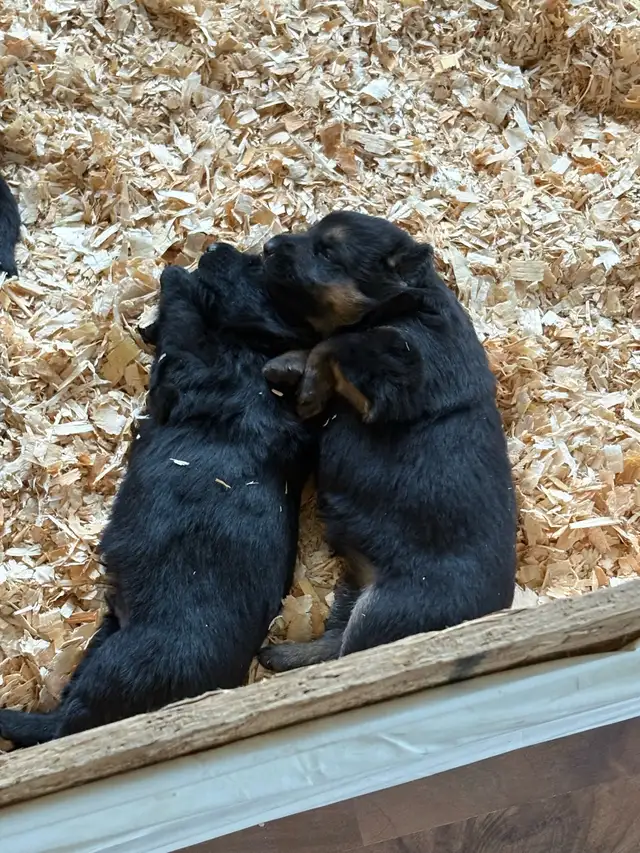 Berger allemand - Photo 2