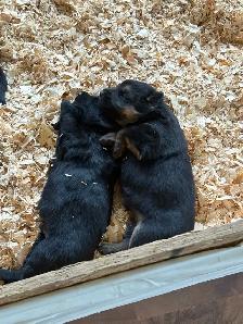 Berger allemand - Photo 2