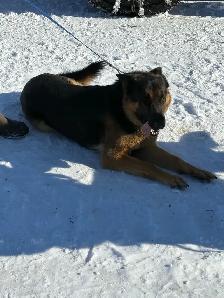 Berger allemand - Photo 6