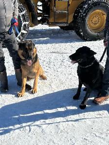 Berger allemand - Photo 7