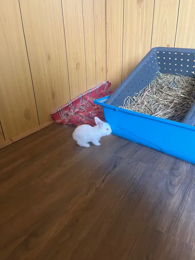 petite amour  lapin tete de lion