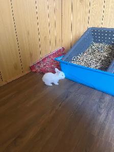 petite amour  lapin tete de lion