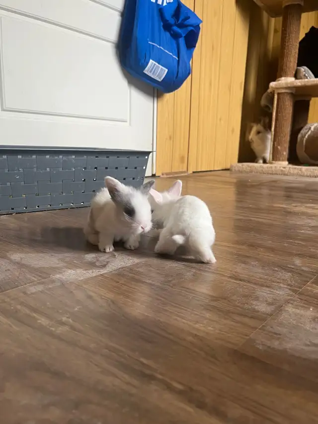 petite amour  lapin tete de lion - Photo 2