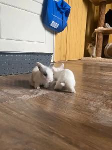 petite amour  lapin tete de lion - Photo 2