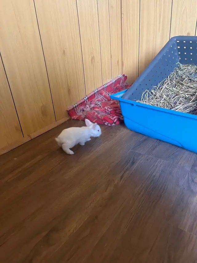 petite amour  lapin tete de lion - Photo 3