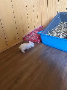 petite amour  lapin tete de lion - Photo 3