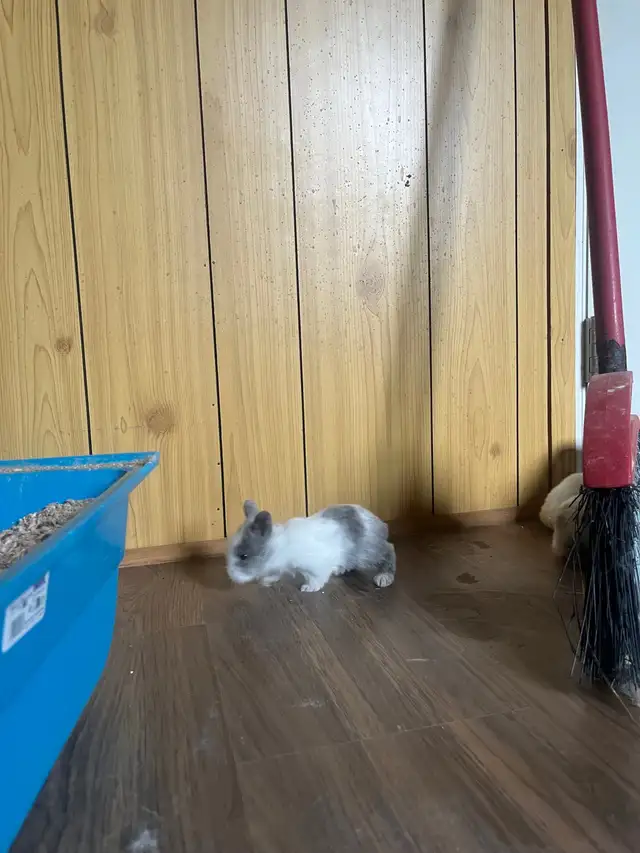 petite amour  lapin tete de lion - Photo 4