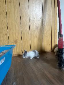 petite amour  lapin tete de lion - Photo 4