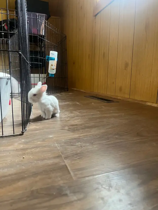 petite amour  lapin tete de lion - Photo 5