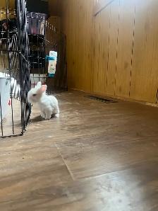 petite amour  lapin tete de lion - Photo 5