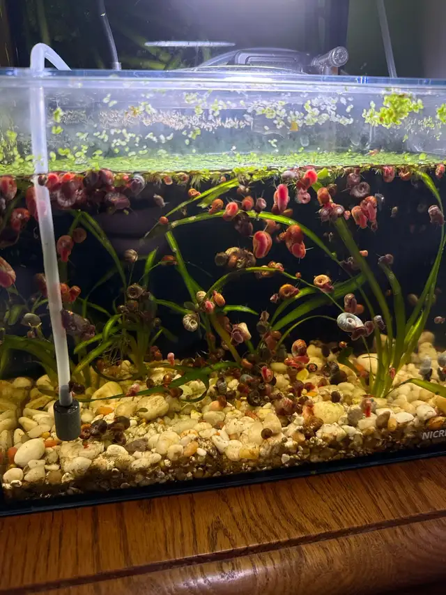Ramshorn Snails